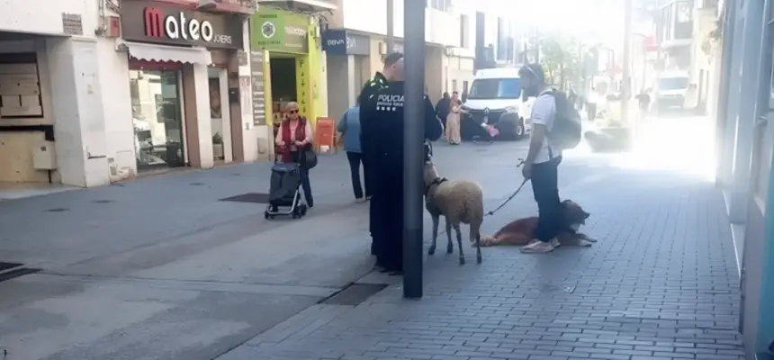 مغربي يختار تربية خروف كرفيق سكن في برشلونة والأمن يتدخل